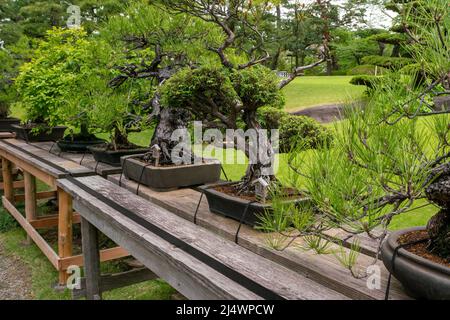 Tokio, Japan - 05.13.2019: An einem bewölkten Frühlingstag im Happo-en Garden auf einem Holzschreibtisch sehr alte Bonsai-Bäume. Hunderte Jahre alter Bonsai Stockfoto
