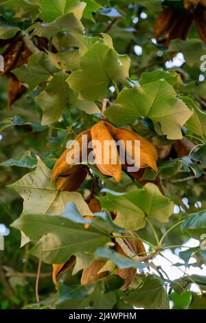 illawarra Flammenbaum brachychiton acerifolius Schoten mit Samen hängen an einem Baum. Nahaufnahme. Stockfoto