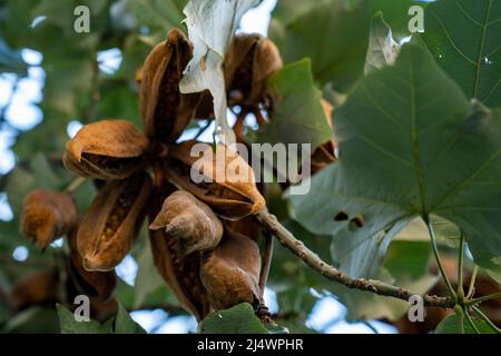 illawarra Flammenbaum brachychiton acerifolius Schoten mit Samen hängen an einem Baum. Nahaufnahme. Stockfoto