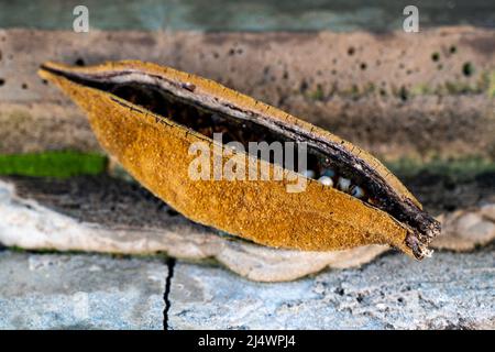 illawarra Flammenbaum brachychiton acerifolius eine Kapsel mit Samen liegt auf dem Bürgersteig. Nahaufnahme. Stockfoto
