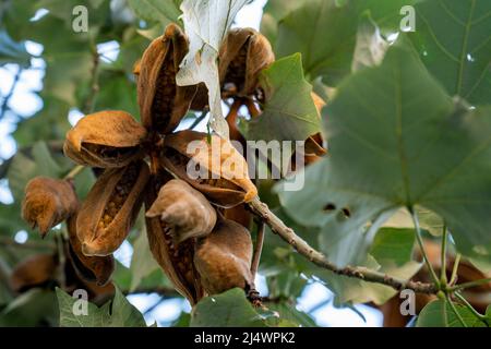 illawarra Flammenbaum brachychiton acerifolius Schoten mit Samen hängen an einem Baum. Nahaufnahme. Stockfoto