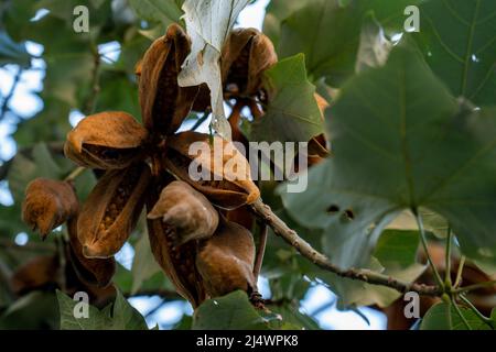 illawarra Flammenbaum brachychiton acerifolius Schoten mit Samen hängen an einem Baum. Nahaufnahme. Stockfoto