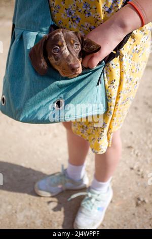 Dackel Welpe wird in einer Hundetasche getragen Stockfoto