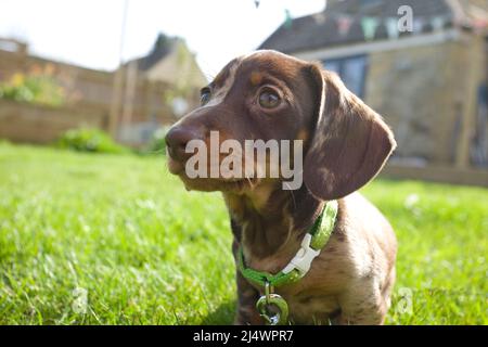 Dackel Welpen Stockfoto