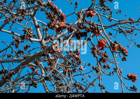 Schöne rote Blumen auf dem Baum. Blüht den Bombax Ceiba oder Cotton Tree am Toten Meer. Nahaufnahme. Stockfoto