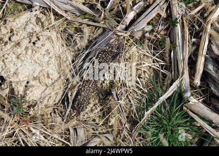 Trocknen Sie die letztjährigen Maispflanzen auf den Feldern auf dem Land in der Nähe von Zagreb, Kroatien Stockfoto