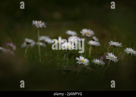 Eine Gruppe von gewöhnlichen Gänseblümchen auf einer Wiese mit verschwommenem Hintergrund Stockfoto
