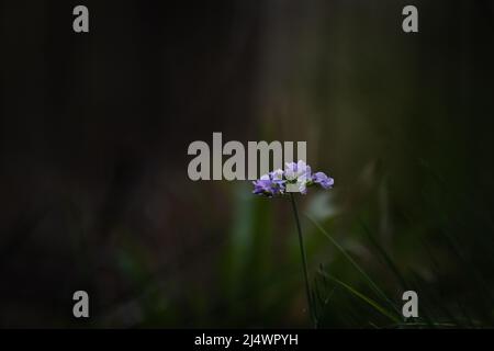 Isolierte Kuckuckblume vor einem dunklen unscharfen Hintergrund im Wald Stockfoto