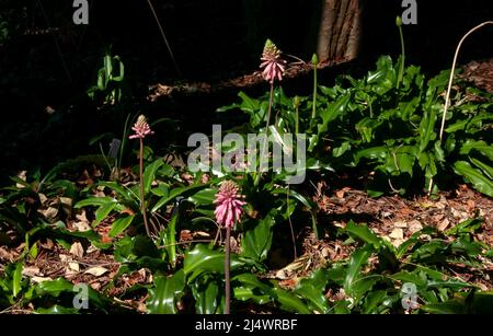 Sydney Australia, Blumenbeet aus rosa Veltheimia bracteata's mit glänzenden Blättern Stockfoto