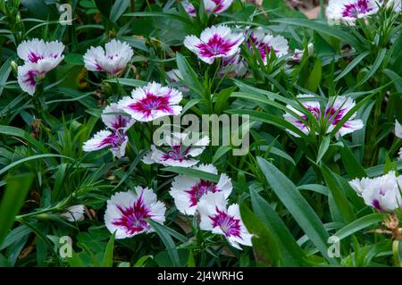 Sydney Australien, Garten Bett von bunten sweet William Blumen Stockfoto