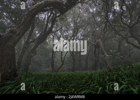 Schöner grüner Naturblick auf den UNESCO Laurissilva Wald (Laurel Wald) in den Bergen von Madeira im Sommer Stockfoto