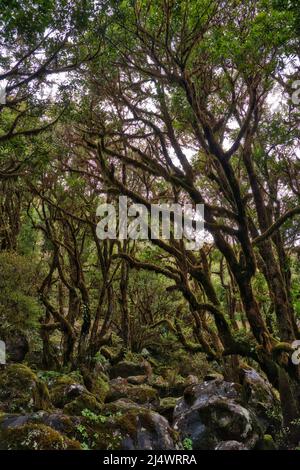 Schöner grüner Naturblick auf den UNESCO Laurissilva Wald Laurel Wald in den Bergen von Madeira, Portugal im Frühling Stockfoto