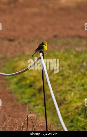 Canary, Serinus canarius, ein gelber canary, der auf einer Barriere sitzt und die Gegend um Madeira, Portugal, beobachtet Stockfoto