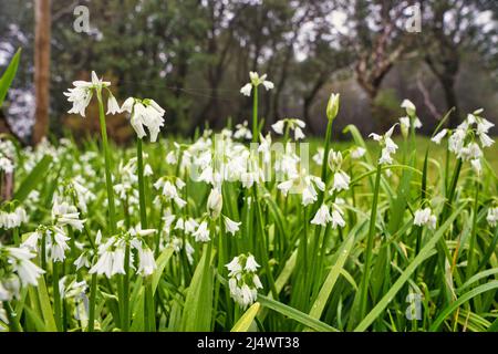 Nahaufnahme eines dreieckigen Lechs, allium triquetrum, blüht auf der Insel madeira, Portugal Stockfoto