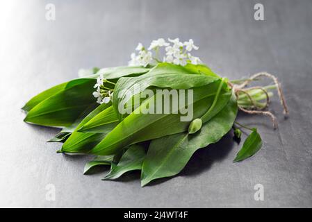 Ramson, Bund von Bärlauch auf grauem Hintergrund Nahaufnahme Stockfoto