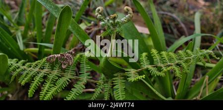 Nahaufnahme von jungen Trieben auf einer gemeinen Bracken-pteridium aquilinum-Pflanze, Farn, Madeira Stockfoto