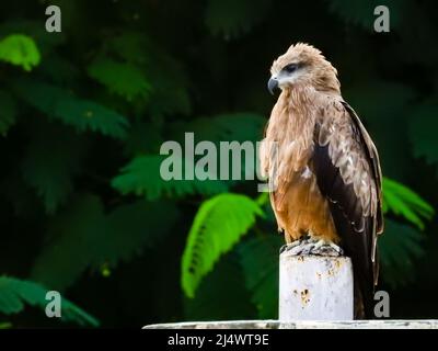 Eine Nahaufnahme des Blackkites, der isoliert sitzt. Der schwarze Drachen (Milvus migrans) ist ein mittelgroßer Greifvogel aus der Familie Accipitridae, der Stockfoto