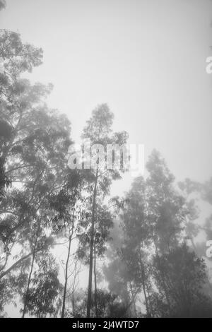 Eukalyptuswald auf madeira, sehr hohe grüne Bäume, Insel Maderia, Portugal Stockfoto