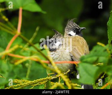 Eine Nahaufnahme des gelben, belüfteten Bulbul-Paares. Der gelb-belüftete Bulbul (Pycnonotus goiavier), oder östlicher gelb-belüfteter Bulbul, ist ein Mitglied des BU Stockfoto