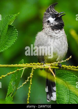 Nahaufnahme eines gelben, belüfteten Bulbul (Pycnonotus goiavier), der auf einem Ast im Wald sitzt. Stockfoto