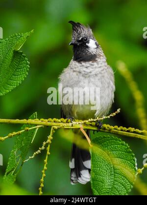 Nahaufnahme eines gelben, belüfteten Bulbul (Pycnonotus goiavier), der auf einem Ast im Wald sitzt. Stockfoto