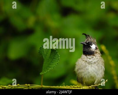 Nahaufnahme eines gelben, belüfteten Bulbul (Pycnonotus goiavier), der auf einem Ast im Wald sitzt. Stockfoto