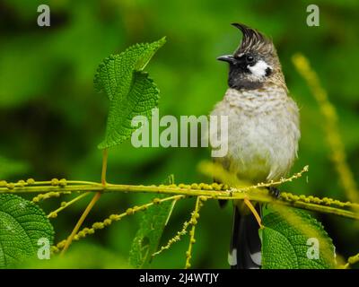 Nahaufnahme eines gelben, belüfteten Bulbul (Pycnonotus goiavier), der auf einem Ast im Wald sitzt. Stockfoto