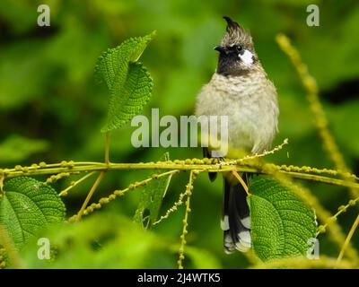 Nahaufnahme eines gelben, belüfteten Bulbul (Pycnonotus goiavier), der auf einem Ast im Wald sitzt. Stockfoto