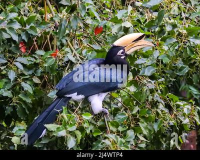 Eine Nahaufnahme des orientalischen Hornbills, Anthracoceros albirostris, im Wald, der Samen von den Bäumen frisst.zwei weitere gebräuchliche Namen für diese Art Stockfoto
