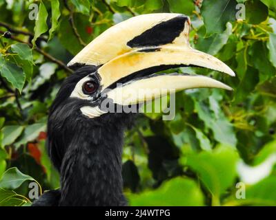 Eine Nahaufnahme des orientalischen Hornbills, Anthracoceros albirostris, im Wald, der Samen von den Bäumen frisst.zwei weitere gebräuchliche Namen für diese Art Stockfoto