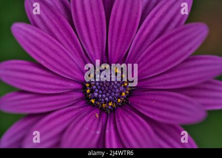 Blüten von Osteospermum ecklonis oder Dimorphotheca ecklonis oder Cape marguerite Stockfoto