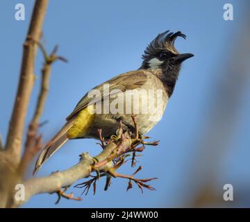 Nahaufnahme eines gelben, belüfteten Bulbul (Pycnonotus goiavier), der auf einem Ast im Wald sitzt. Stockfoto