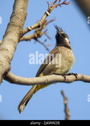 Nahaufnahme eines gelben, belüfteten Bulbul (Pycnonotus goiavier), der auf einem Ast im Wald sitzt. Stockfoto