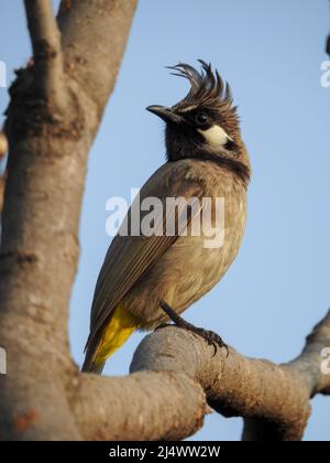 Nahaufnahme eines gelben, belüfteten Bulbul (Pycnonotus goiavier), der auf einem Ast im Wald sitzt. Stockfoto