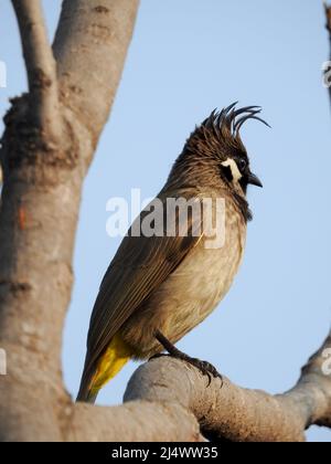 Nahaufnahme eines gelben, belüfteten Bulbul (Pycnonotus goiavier), der auf einem Ast im Wald sitzt. Stockfoto