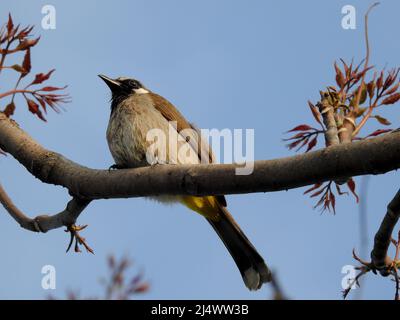 Nahaufnahme eines gelben, belüfteten Bulbul (Pycnonotus goiavier), der auf einem Ast im Wald sitzt. Stockfoto