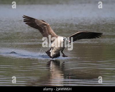 Die Wildtierpopulationen im Vereinigten Königreich gelten in einigen Umgebungen mittlerweile als Schädlingsart. Stockfoto