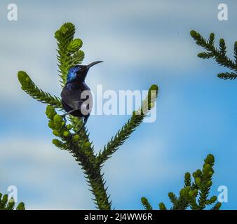 Der palästinensische Sonnenvögel (Cinnyris osea) sitzt auf einem grünen Ast. Es ist ein kleiner Singvögel der Familie der Sonnenvögel, Nectariniidae, auch bekannt als Stockfoto