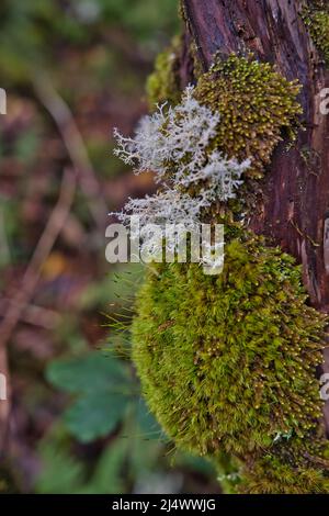 Pseudevernia furfuracea, allgemein bekannt als Baummoos Stockfoto