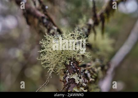 Pseudevernia furfuracea, allgemein bekannt als Baummoos Stockfoto