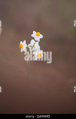 Gemeinsamen Narzisse (Narcissus Tazetta) fotografiert in Israel, im Dezember Stockfoto