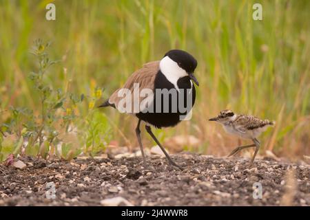 Erwachsener und Küken Sporn - winged Kiebitz oder Sporn - winged Plover (Vanellus Spinosus) in Israel im Frühjahr April fotografierte Stockfoto