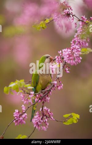 Mönchssittich, unter den malvenfarbenen Blüten eines Judas-Treealso (Cercis siliquastrum) dieser wilde Vogel, der als Quaker Papagei (Myiopsitta monachus) bekannt ist O Stockfoto