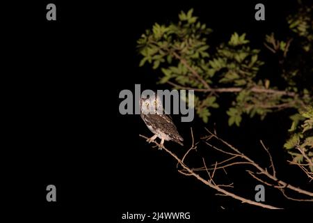 Die eurasische Zwergeule (Otus-Zwergeule), fotografiert bei Nacht mit dunklem Hintergrund im September in Israel Stockfoto