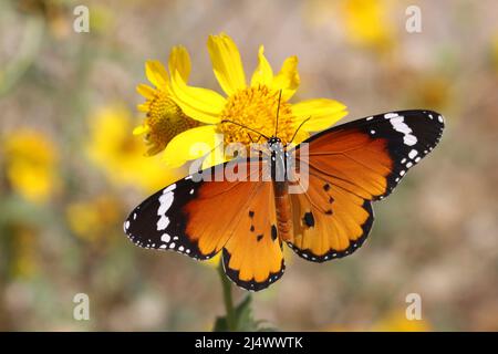 Schlichter Tiger (Danaus chrysippus) AKA Afrikanischer Monarch Butterfly Er kommt vom Mittelmeer über das tropische Afrika und Asien bis nach Australien vor. I Stockfoto