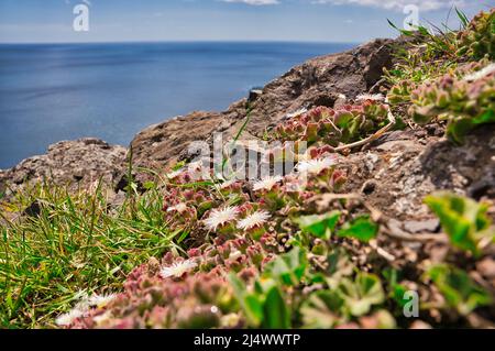 Das Mesembryanthemum crystallinum, eine kristalline Eispflanze, wächst in Sao Lourenco auf der Insel Madeira in Portugal Stockfoto