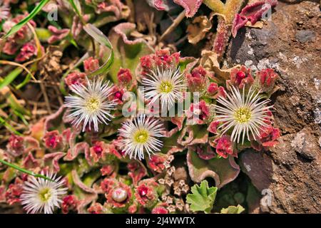 Das Mesembryanthemum crystallinum, eine kristalline Eispflanze, wächst in Sao Lourenco auf der Insel Madeira in Portugal Stockfoto