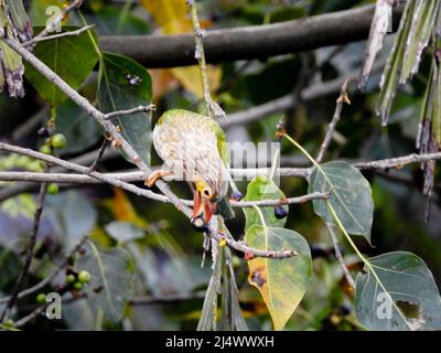 Der geradlinige Barbet (Psilopogon lineatus), der auf einem Baumstamm sitzt. Stockfoto