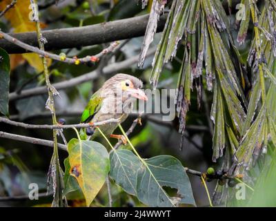 Der geradlinige Barbet (Psilopogon lineatus), der auf einem Baumstamm sitzt. Stockfoto