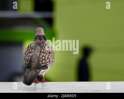 Die Flecktaube (Spilopelia chinensis) ist eine kleine und etwas langschwanzige Taube des indischen Subkontinents. Stockfoto